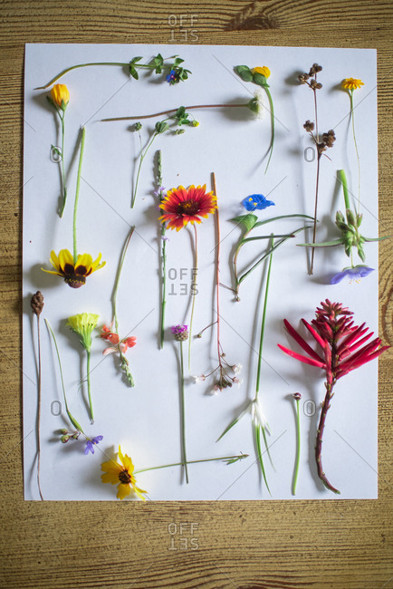 Collection of Texas wildflowers on paper