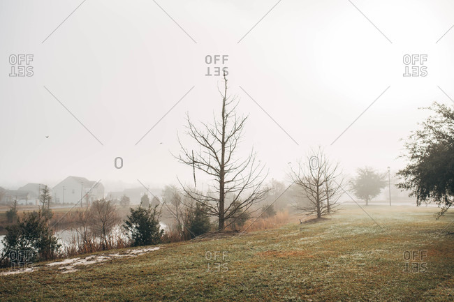 Foggy landscape with trees in late winter