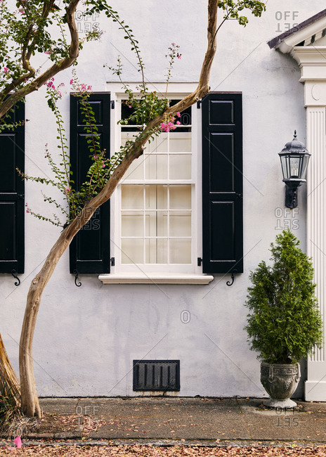Tree with pink blossoms in front of a home in Charleston, South Carolina