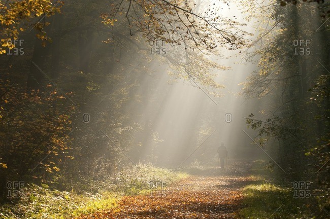 Man runs through autumn forest in the morning
