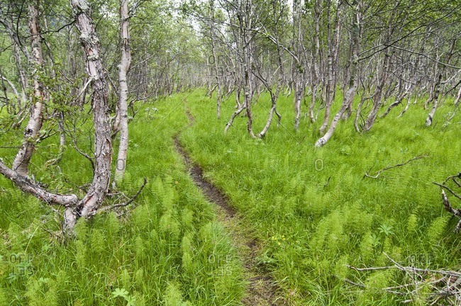 Hiking trail through ferns, Jotunheimen National Park, Norway
