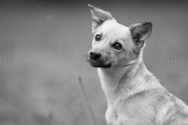 Black and white portrait of a dog