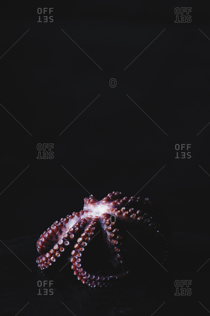 Cooked Octopus On A Dark Surface
