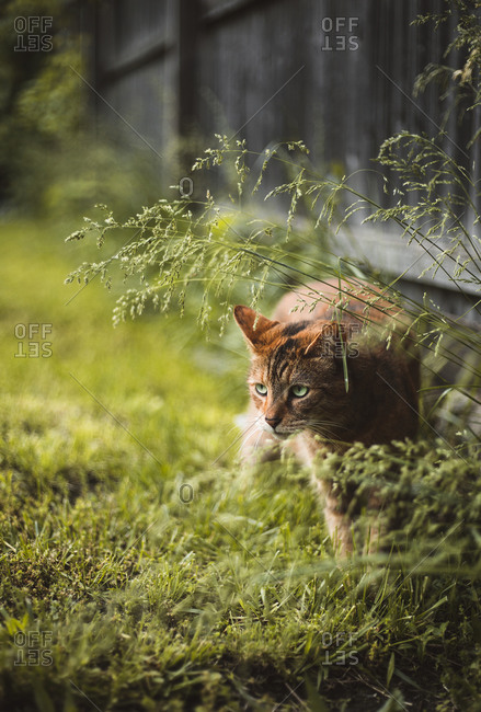 Orange cat in the grass.