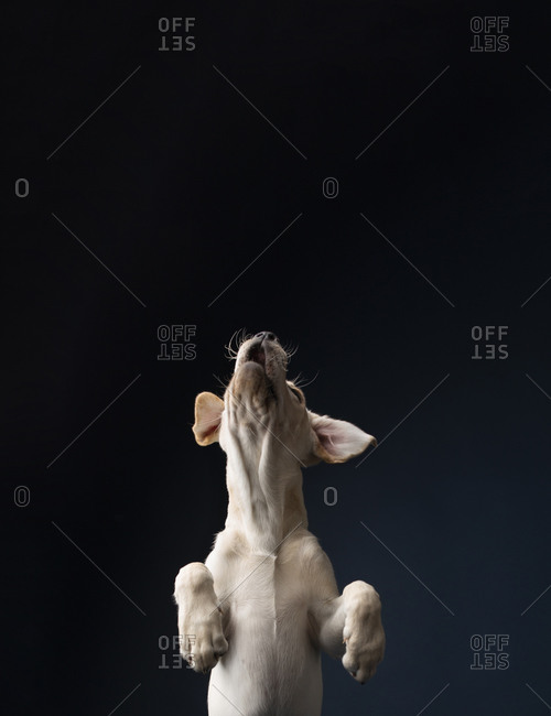 Yellow lab puppy on solid, dark blue background, jumping up