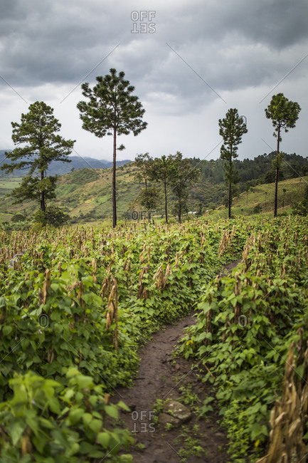 Trail winds through lush hillside farm in Latin America.