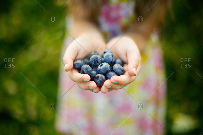 Handful of Freshly Picked Blueberries from a Blueberry Farm