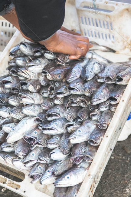 fishmongers friend dog food