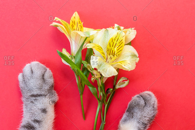 Yellow alstroemeria flowers and gray black striped cat paws