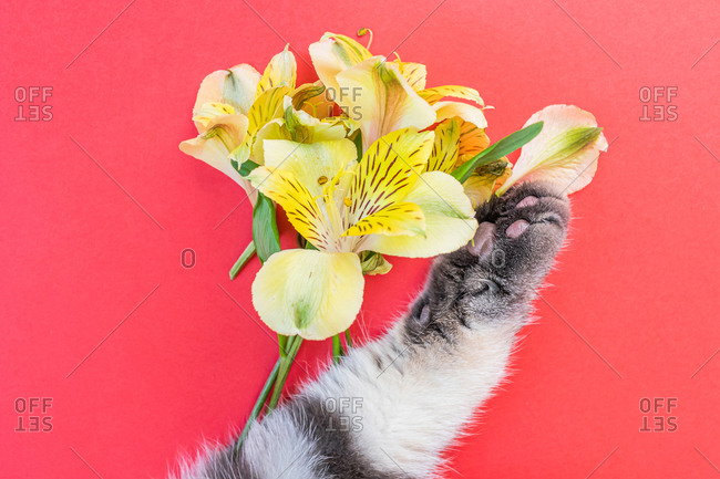 Yellow alstroemeria flowers and gray black striped cat paw