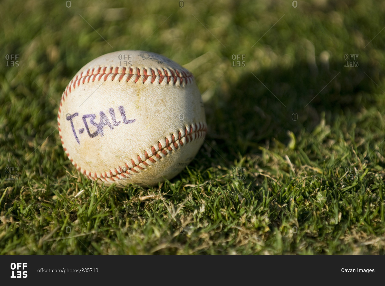 Close-up of TBall baseball sitting in a field of grass