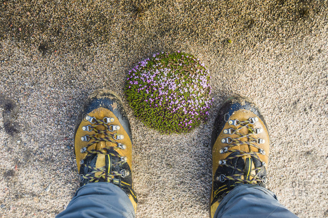 High angle view of mountaineer boots next to mossy floral mound.