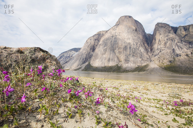 Purple flowers grow beside the Owl River in Akshayak Pass.