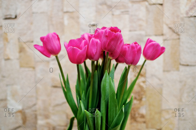 Hands holding tulips handbag on wall background