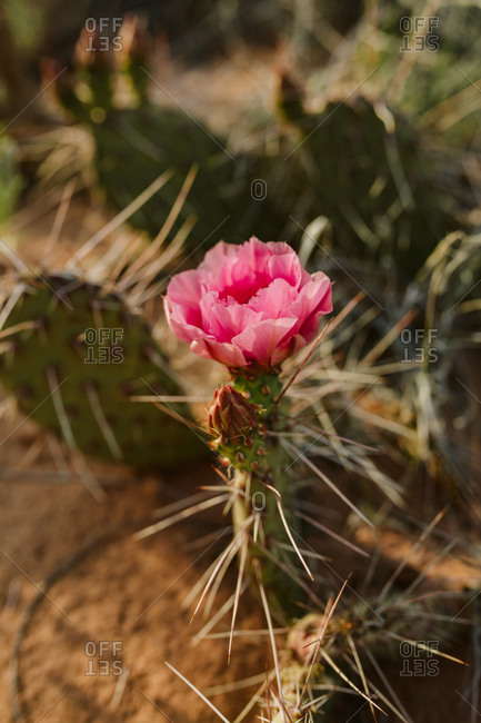 Single pink claret cup cactus flower blooms in the desert of Utah