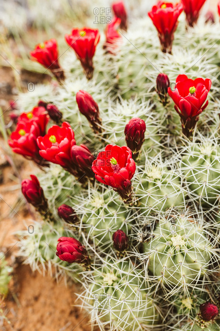 Red flowers of claret cup cactus bloom in the desert of Utah