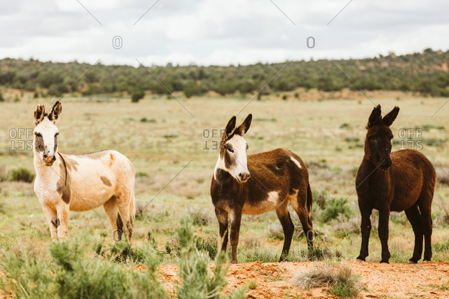Three wild donkeys pose for camera on blm land of central Utah