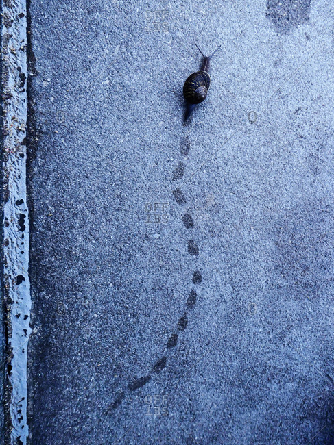 Overhead view of a snail slithering along the pavement leaving wet marks behind