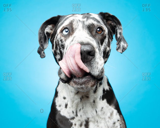 Spotted large dog licking his snout in front of  a blue background