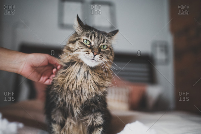 Cat being petted on a bed