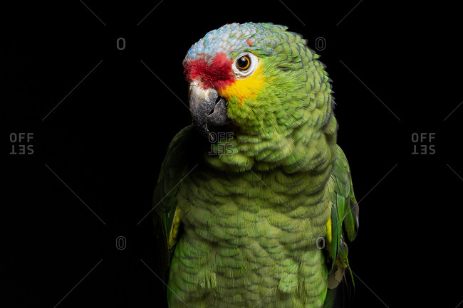 Red-lored amazon bird in front of black background