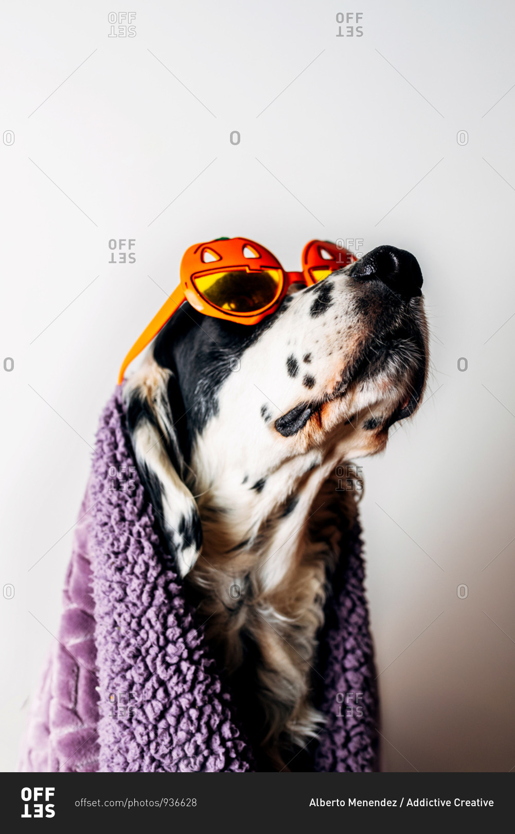 Cute dog in halloween glasses under warm blanket