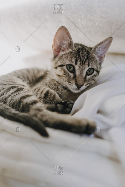 Adorable tabby kitty looking at camera while lying on soft warm blanket on bed at home