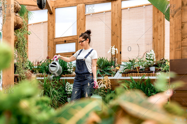 From below young female gardener smiling and watering blooming flowers and plants during work in wooden orangery