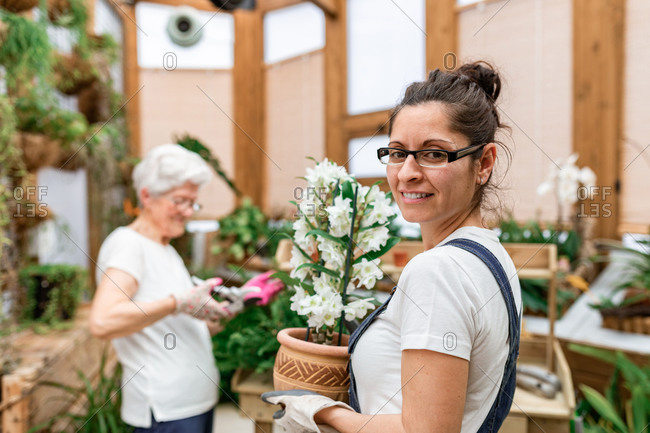 Woman looking at camera and carrying potted flower while mature lady cutting plant leaves during work in wooden hothouse