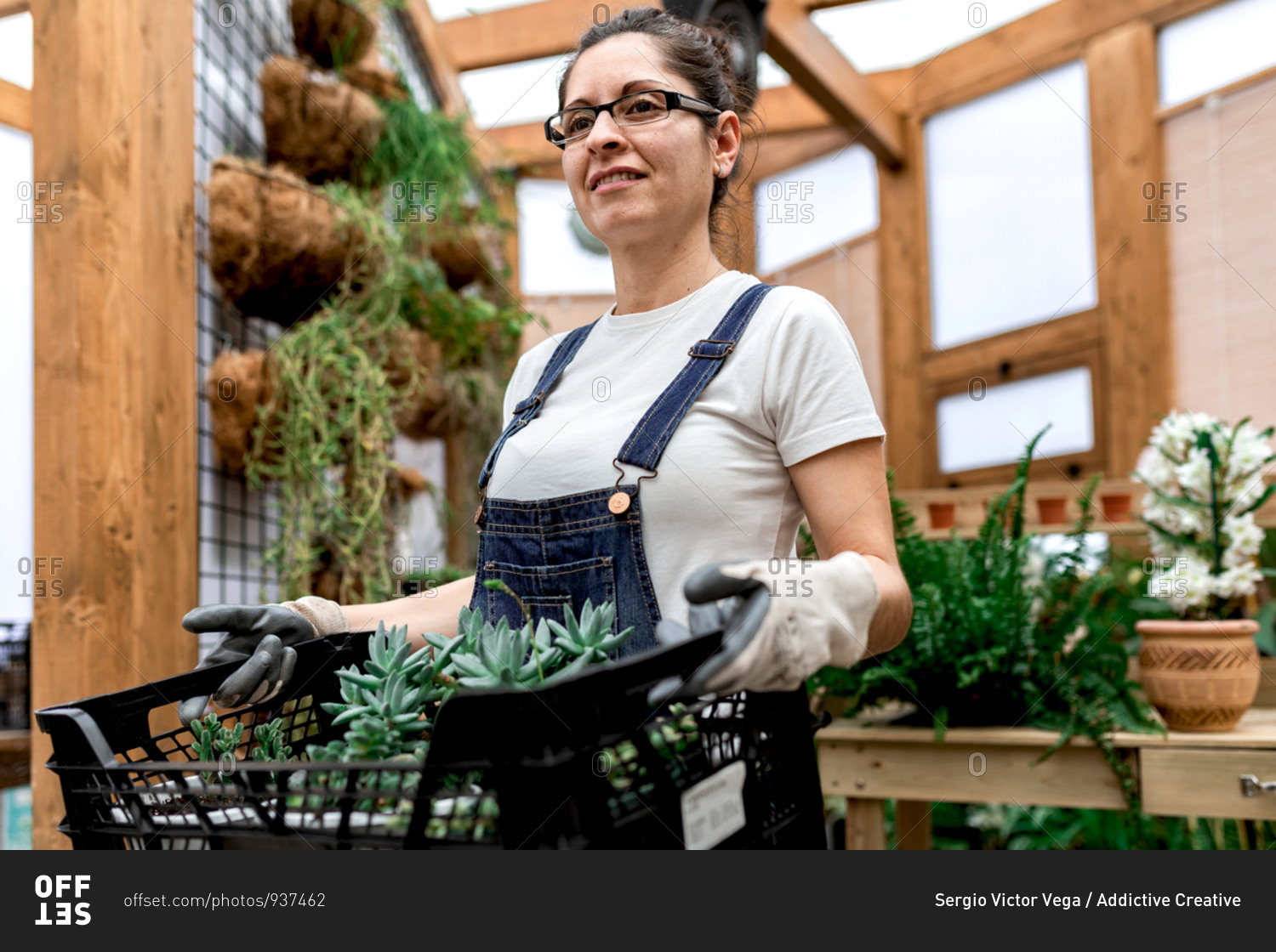 Adult happy woman smiling looking away and carrying plastic box with succulents while working in wooden greenhouse