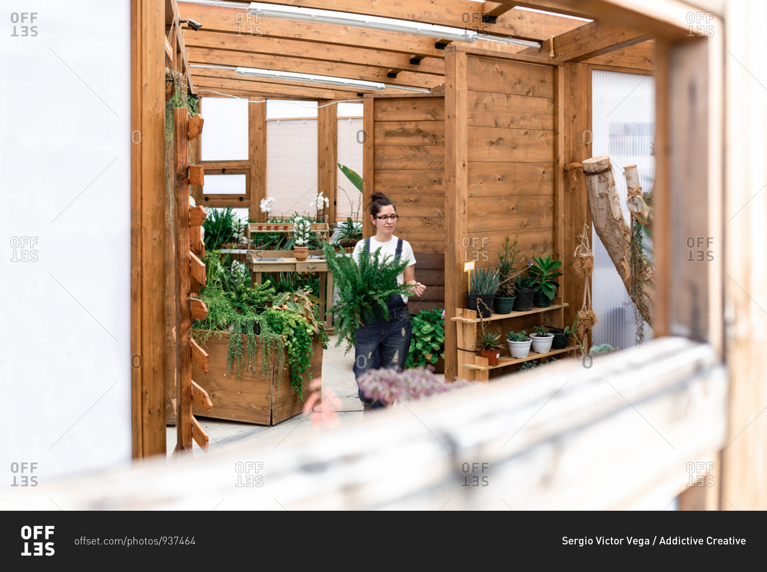 Adult happy woman smiling looking away carrying potted plant while working in wooden greenhouse