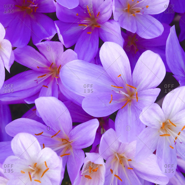 Blossoms of purple meadow saffron