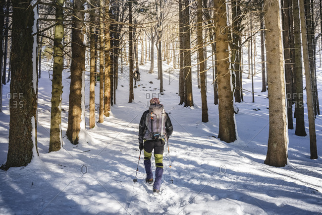 Back view of man hiking in snow-covered forest- Orobie Alps- Lecco- Italy