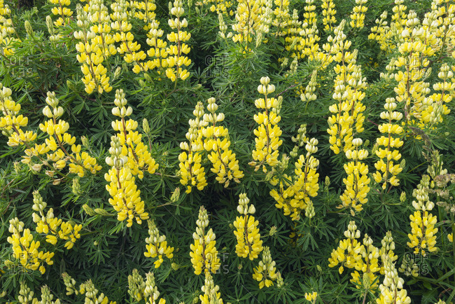 New Zealand- Yellow bush lupine in bloom (Lupinus arboreus)