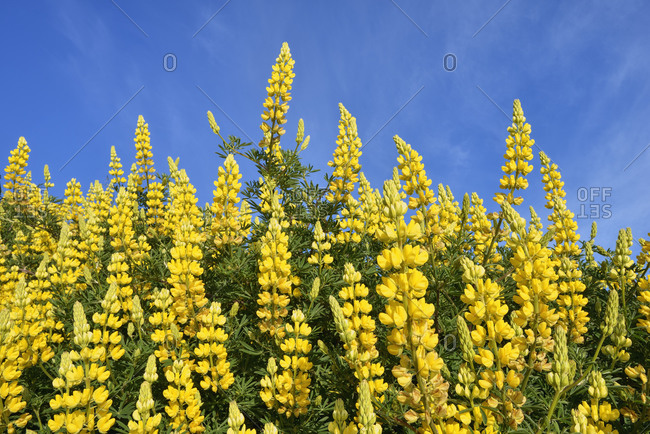 New Zealand- Yellow bush lupine in bloom (Lupinus arboreus)