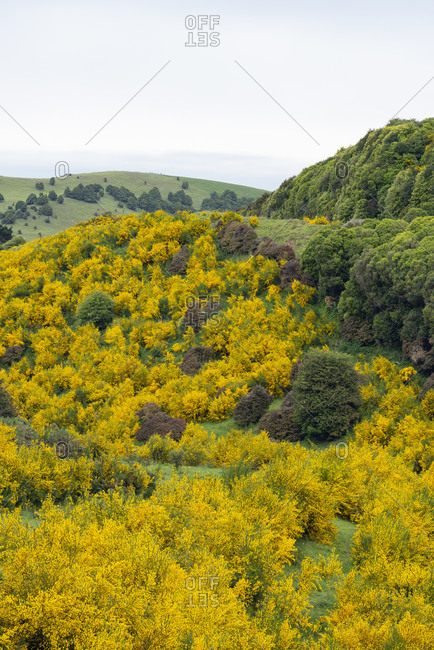 New Zealand- Otago- Common broom (Cytisus Scoparius) blooming in spring