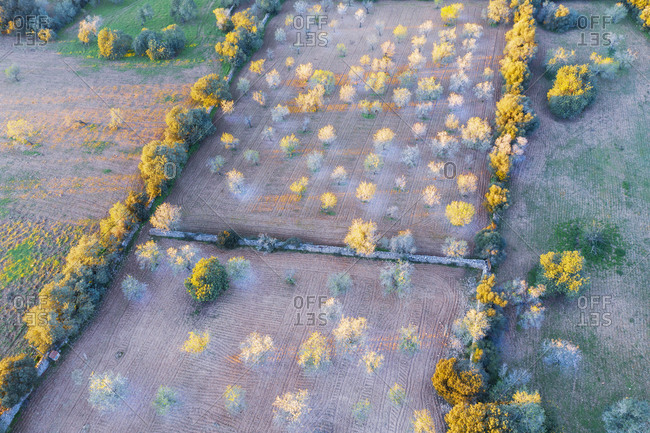 Spain- Balearic Islands- Felanitx- Drone view of almond trees blooming in springtime orchard