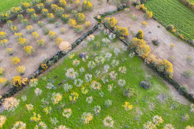 Spain- Balearic Islands- Felanitx- Drone view of almond trees blooming in springtime orchard