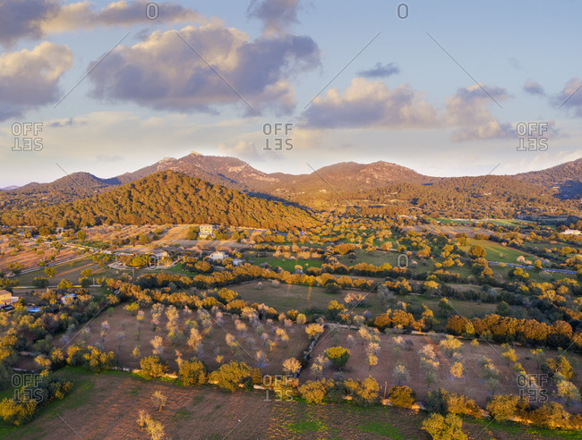 Spain- Balearic Islands- Felanitx- Drone view of almond trees blooming in springtime orchard
