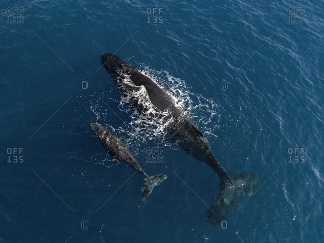 Aerial View Of Wales West Coast Of Reunion Baby Wale And Mother Reunion Island Indian Ocean Stock Photo Offset