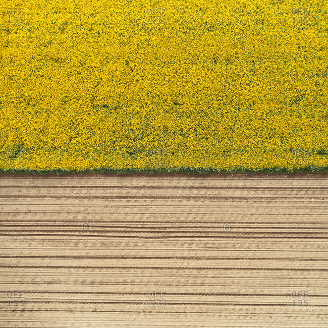 Aerial view of a rapeseed cultivation field in bloom, Po Valley, Lombardy, Italy.