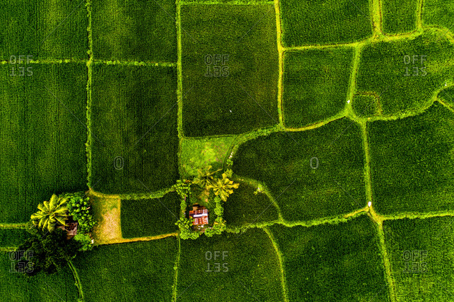 Aerial view of the traditional rice fields at Mas, Bali, Indonesia.