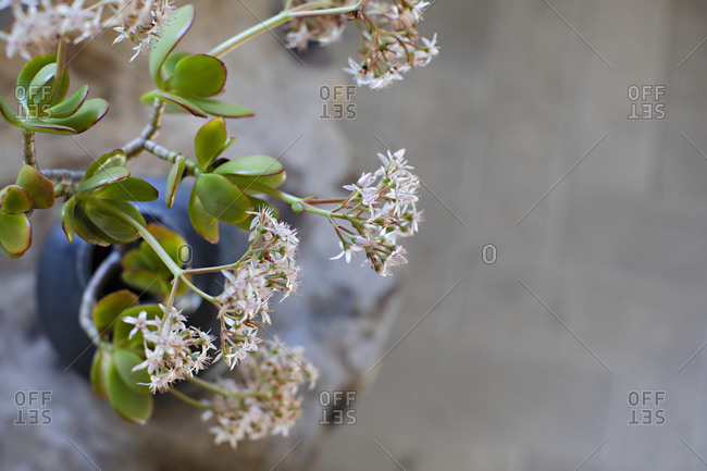 Close up of small flower blossoms on a branch in a vase with copy space