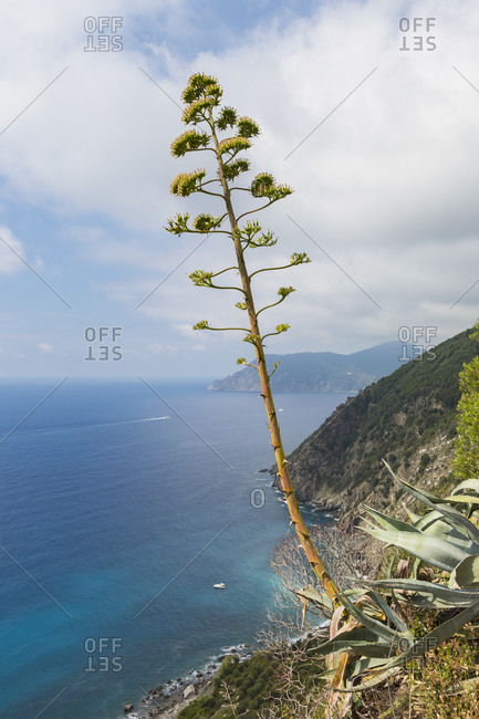 Tall agave blossoming on coastline, Vernazza, Liguria, Italy