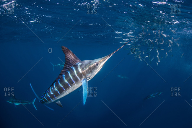 Striped marlin hunting mackerel and sardines