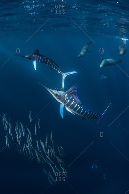 Striped marlin hunting mackerel and sardines, joined by sea lions