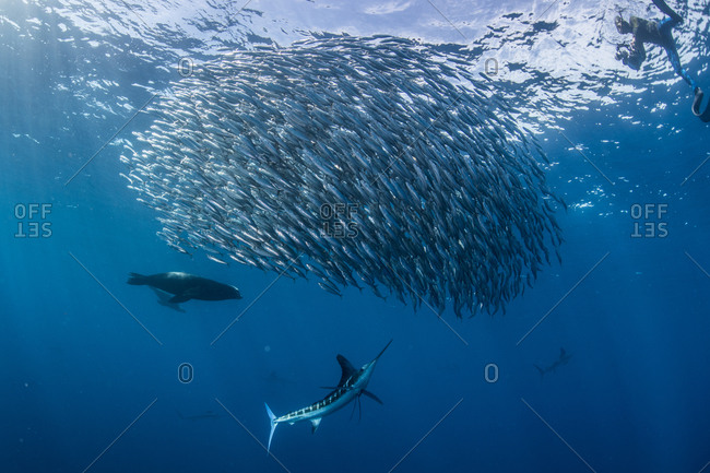Striped marlin hunting mackerel and sardines, photographed by diver