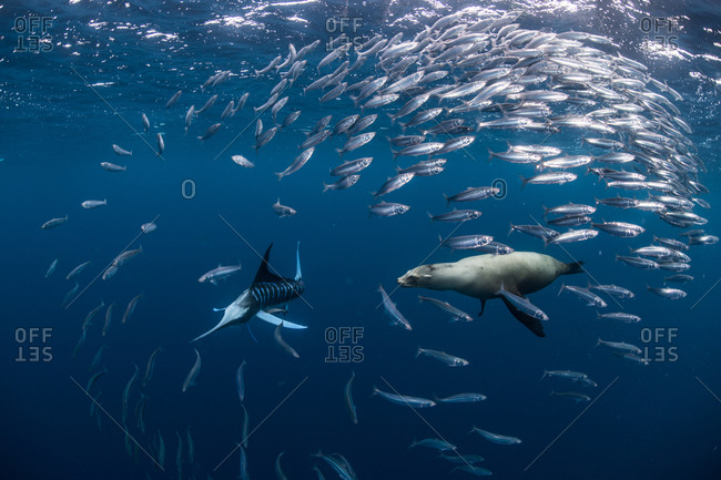 Striped marlin hunting mackerel and sardines, joined by sea lion