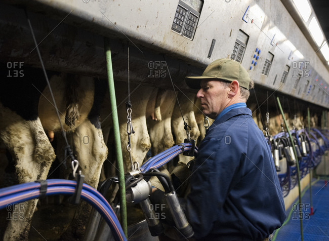 Farmer operating modern milking machine in early morning, Wins, Friesland, Netherlands