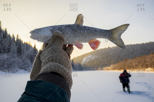 Landscape fishing on snow covered frozen lake, hand holding up caught fish, close up